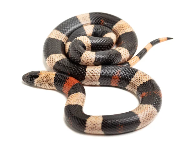 Snake Python Regius Isolated White Background — Stock Photo, Image