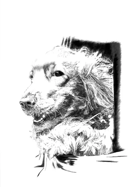 铅笔插图 黑白宠物肖像画 — 图库照片