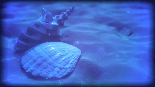 Günbatımında salyangozlar plajda klasik tarzda.