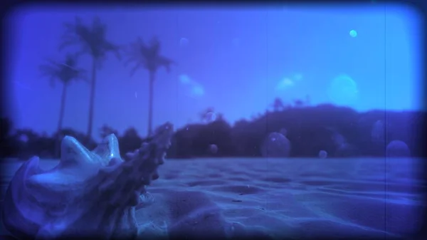 Günbatımında salyangozlar plajda klasik tarzda.