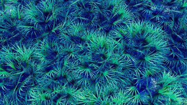 Zaman da verano playa, hojas y sol