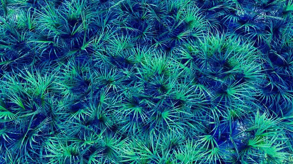 Zaman da verano playa, hojas y sol