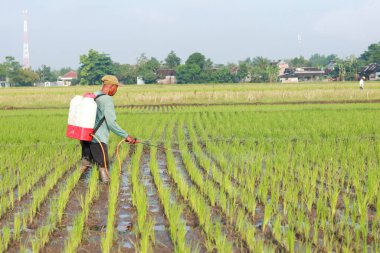 Klaten, Indonesia - February 04, 2023 : farmer in field. Farmers are spraying rice plants in the rice fields in the morning. spraying pesticides, insecticides and herbicides. rice farming.