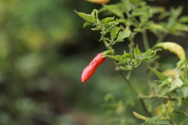 Close up of fresh deep red chili still hanging on the tree. chilli cultivation. very hot cayenne pepper.