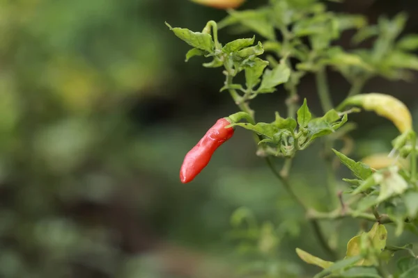 Close up of fresh deep red chili still hanging on the tree. chilli cultivation. very hot cayenne pepper.