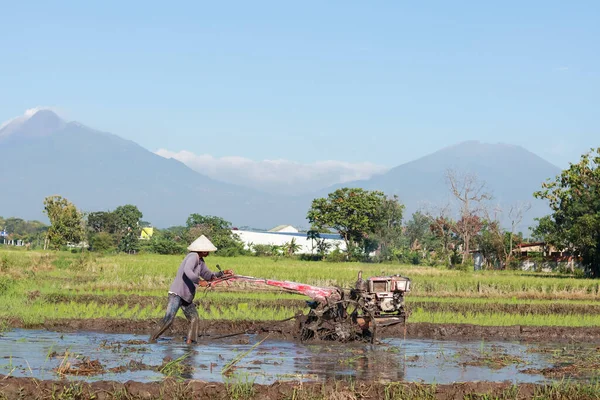 Klaten, Indonesia - December 17, 2022 : rice farmer. the activity of plowing rice in the fields using a tractor. the activities of farmers cultivating the land in the fields. morning in the countryside.