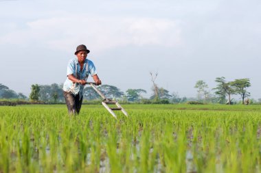 Klaten, Indonesia - December 2022 : rice farmer. paddy tending activities in the paddy fields. Farmers' activities remove wild plants that interfere with the fields. morning in the countryside.