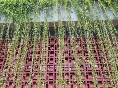 house in the garden. plants in greenhouse. green leaves. decorative vines. beautiful outdoor decoration. tree that hangs neatly on the wall. for inspiration for decorating the front yard of the house.