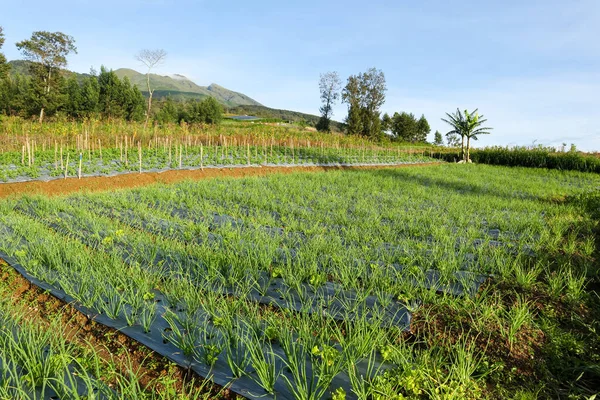 rows of shallots and garlic plants in the garden. panoramic view of onion orchard in vegetable field. plants on sloping ground early morning in mountain hills.