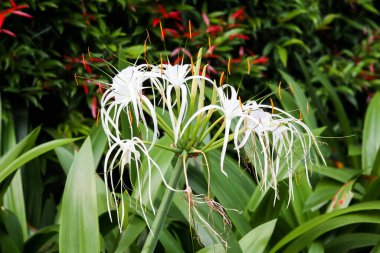 close up. Beach spider lily or Hymenocallis littoralis flower. Hymenocallis speciosa flower from the Amaryllidaceae family. Ismene flower of the Amaryllis tribe. white flowers bloom.