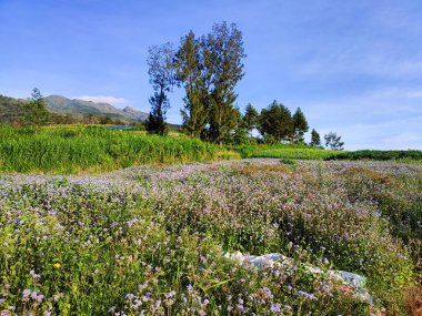 views of gardens or flower gardens are beautiful, and pleasing to the eye. garden expanse. with the sun in the morning. on arable land.
