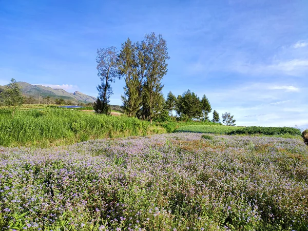views of gardens or flower gardens are beautiful, and pleasing to the eye. garden expanse. with the sun in the morning. on arable land.