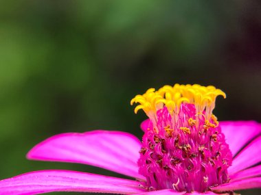 Manzarayı kapat. Çiçek açmış güzel mor çiçek. Zinia Anggun Çiçekleri, Zinnia Elegans. Asteraceae türü. makro fotoğrafçılık.