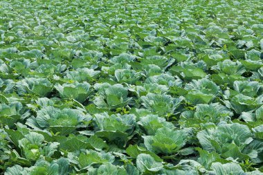Cabbage plants ready for harvest in the garden. Fresh lettuce. Savoy Cabbage. Brassica olerace Capitata group. Autumn farm. panoramic view of cabbage garden in vegetable field in early morning.