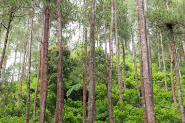 Çam ağacı ormanı. Yükselen ağaç. Kirlilikten arınmış doğa, atmosfer hala güzel, orman serin ve taze. Kimse yok..