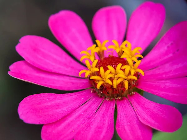 stock image close up view Beautiful purple flower in bloom. Zinia Anggun Flowers, Zinnia Elegans. Asteraceae species. macro photography.