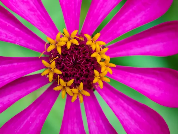 Manzarayı kapat. Çiçek açmış güzel mor çiçek. Zinia Anggun Çiçekleri, Zinnia Elegans. Asteraceae türü. makro fotoğrafçılık.