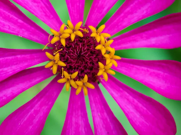 Manzarayı kapat. Çiçek açmış güzel mor çiçek. Zinia Anggun Çiçekleri, Zinnia Elegans. Asteraceae türü. makro fotoğrafçılık.