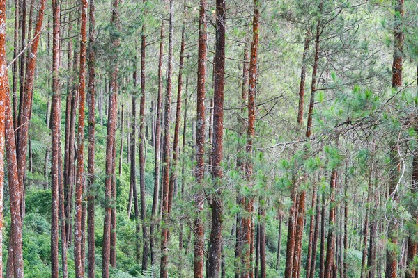 Çam ağacı ormanı. Yükselen ağaç. Kirlilikten arınmış doğa, atmosfer hala güzel, orman serin ve taze. Kimse yok..
