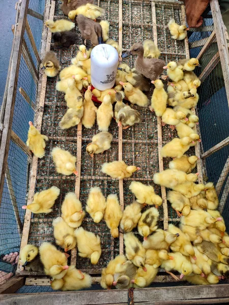 Klaten, Endonezya - Aralık 2022: pazarda satılan renkli civciv, ördek ve kümes hayvanları sürüleri. civcivler büyür ve büyür. Satıcı, alıcının dikkatini çeker..