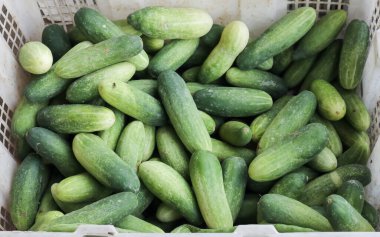 Salatalıkları kapatın. Sepette taze sebzeler. sağlıklı sebzeler Geleneksel pazarlarda satılan sebze konseptiyle.