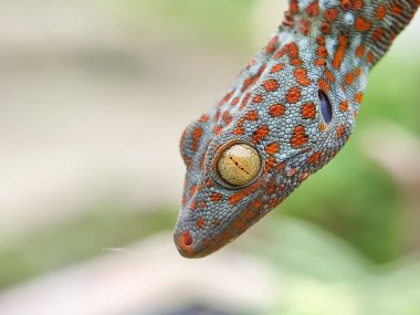 Kapat. House Geko asılıyor. Evcil hayvanlar, sürünüyorlar. makro fotoğrafçılık.