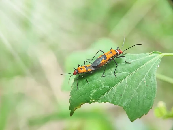 stock image bug on green leaf. close up, pucung or ladybug. become a plant pest. mating insects. macro photography.