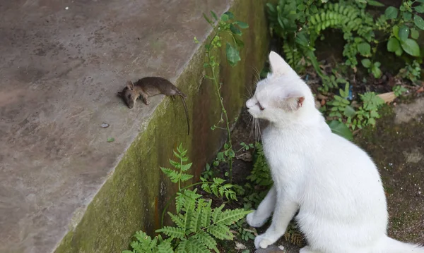 Niedliche Schöne Weiße Katze Spielt Auf Dem Boden Mit Mäusen — Stockfoto