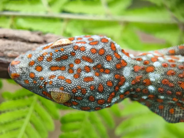 Près Maison Gecko Pendre Animaux Domestiques Rampants Macro Photographie — Photo