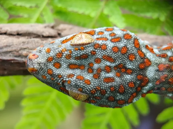 Zblízka Gecko Visí Domě Domácí Zvířata Plížící Fotografie Maker — Stock fotografie