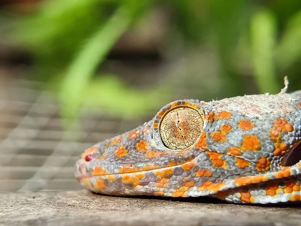 Cerca Casa Gecko Colgando Animales Domésticos Arrastrándose Macrofotografía — Foto de Stock