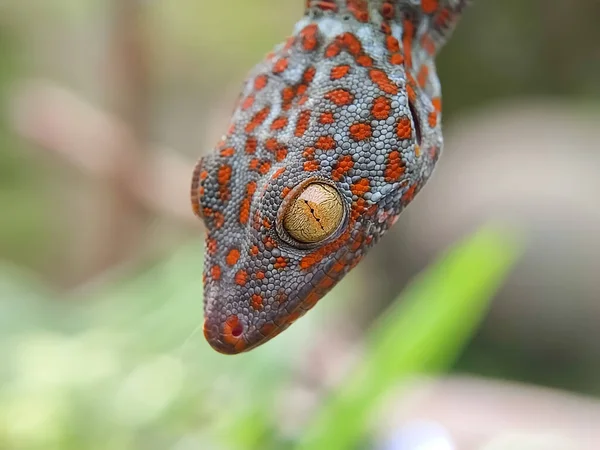 Cerca Casa Gecko Colgando Animales Domésticos Arrastrándose Macrofotografía — Foto de Stock