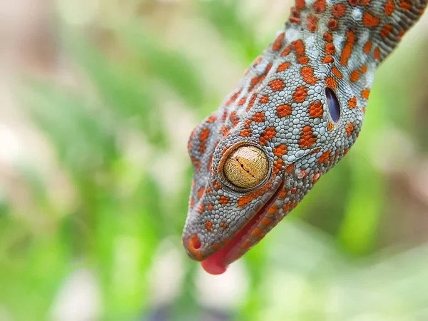 Zamknij Się Domowy Gecko Wisi Zwierzęta Domowe Pełzające Makro Fotografia — Zdjęcie stockowe