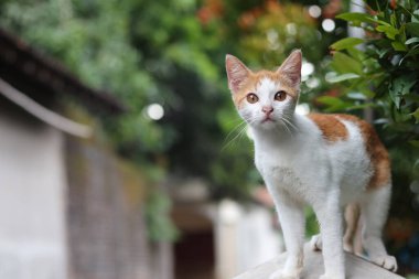 Çitteki kedi. Çitin üzerinde kısa kürklü beyaz bir erkek kedi oynuyor. konsept kameraya bakmak.