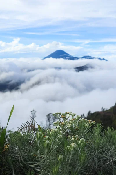 Edelweiss çiçeği. Korunmuş çiçekler beyazdır. Bu da asil ve güzel anlamına gelir. Soğuk dağlarda yetişen ebedi çiçek. Dağların üzerinden bulutlar.