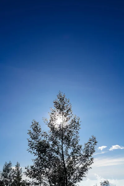 Blick Auf Baumsilhouetten Vor Dem Hintergrund Klarer Blauer Wolken Und — Stockfoto