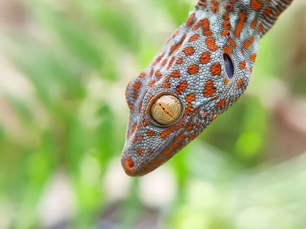 Zamknij Się Gecko Portretu Wiszący Gad Zwierzaku Dziwaku Makro Fotografia — Zdjęcie stockowe