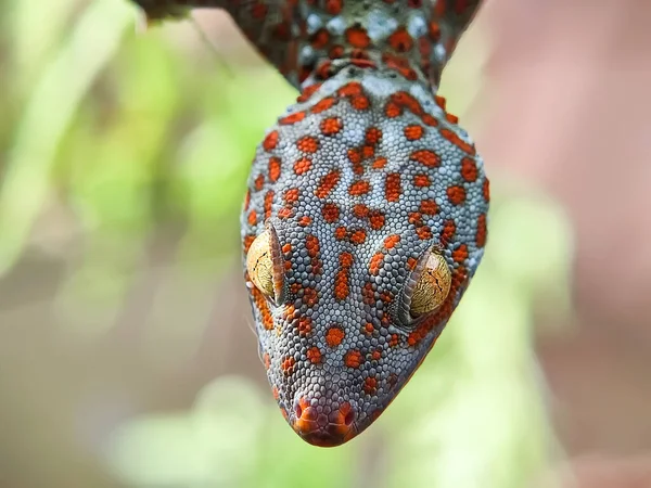 close up. portrait house gecko. hanging reptile. pet, creep. macro photography.