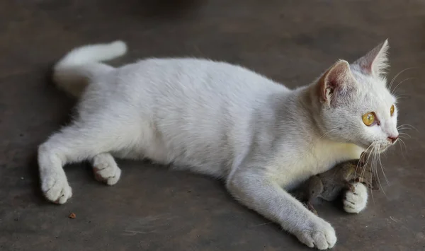 Bonito Gato Branco Bonito Está Jogando Chão Com Ratos Depois — Fotografia de Stock