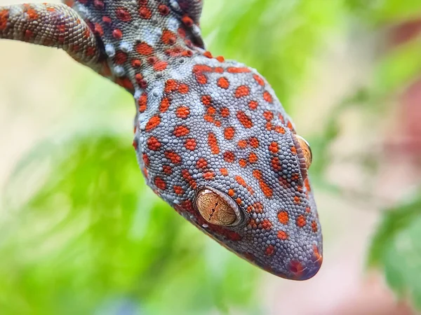 Fecha Gecko Casa Retrato Réptil Pendurado Animal Estimação Sacana Fotografia — Fotografia de Stock