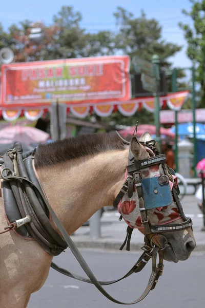 Μέσα Μαζικής Μεταφοράς Καφέ Άλογο Στέκεται Στο Δρόμο Καβαλάρης Περιμένει — Φωτογραφία Αρχείου