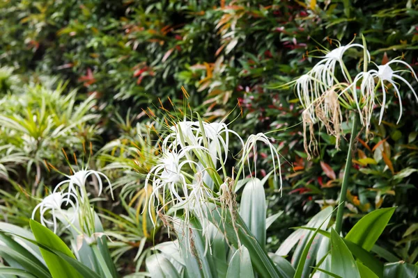 close up. Beach spider lily or Hymenocallis littoralis flower. Hymenocallis speciosa flower from the Amaryllidaceae family. Ismene flower of the Amaryllis tribe. white flowers bloom.