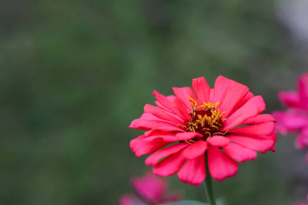 Stock image close up view Beautiful flower in bloom. Zinia Anggun Flowers, Zinnia Elegans. Asteraceae species. macro photography.