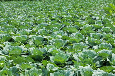 Cabbage plants ready for harvest in the garden. Fresh lettuce. Savoy Cabbage. Brassica olerace Capitata group. Autumn farm. panoramic view of cabbage garden in vegetable field in early morning.