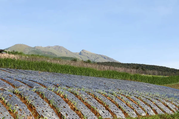Bahçedeki soğan ve sarımsak bitkileri. Sebze tarlasında soğan bahçesinin panoramik görüntüsü sabahın erken saatlerinde tepelerde. Kırsal kesimin yüksek kesimlerinde tarım. baharat bitkileri.