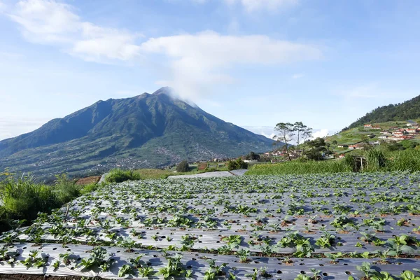 Cabbage plants ready for harvest in the garden. Fresh lettuce. Savoy Cabbage. Brassica olerace Capitata group. Autumn farm. panoramic view of cabbage garden in vegetable field in early morning.