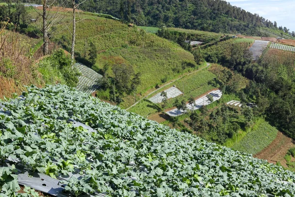 Cabbage plants ready for harvest in the garden. Fresh lettuce. Savoy Cabbage. Brassica olerace Capitata group. Autumn farm. panoramic view of cabbage garden in vegetable field in early morning.