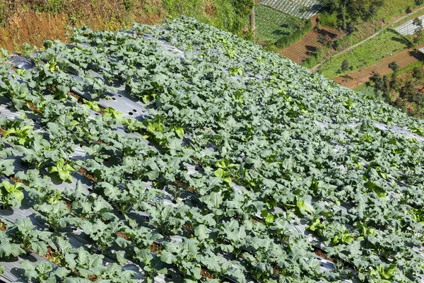 Cabbage Plants Ready Harvest Garden Fresh Lettuce Savoy Cabbage Brassica — Stockfoto