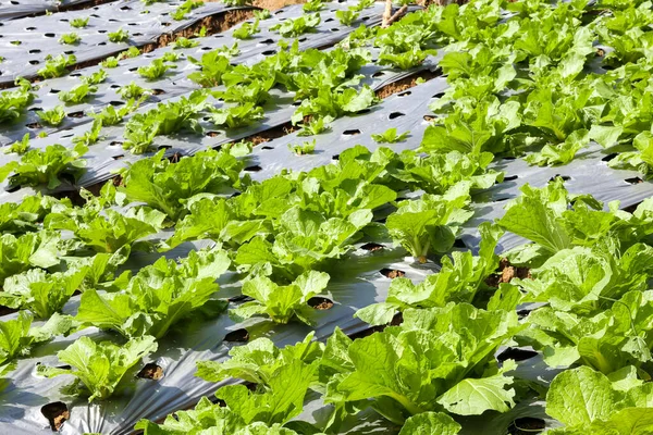 Cabbage Plants Ready Harvest Garden Fresh Lettuce Savoy Cabbage Brassica — Stockfoto