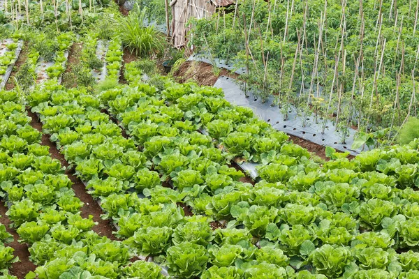 Cabbage plants ready for harvest in the garden. Fresh lettuce. Savoy Cabbage. Brassica olerace Capitata group. Autumn farm. panoramic view of cabbage garden in vegetable field in early morning.